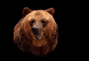 Brown bear isolated on black background