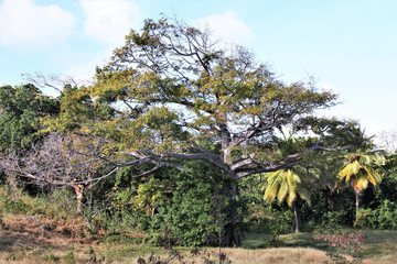 Martinique, fromager à la pointe du Marigot au Diamant