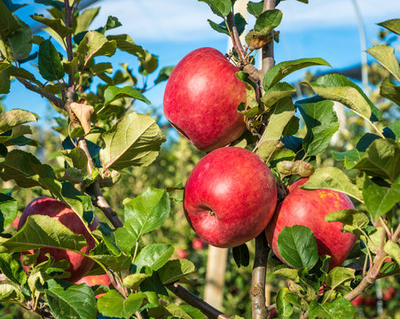 ripe pink lady apples variety on a apple tree at South Tyrol in Italy. Harvest time