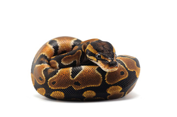 ball python isolated on white background