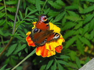 butterfly on flower