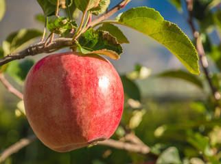 ripe pink lady apple variety on a apple tree at South Tyrol in Italy. Harvest time