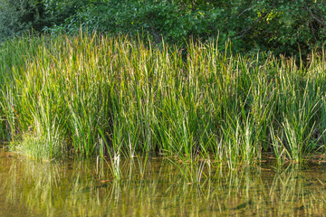Theme river, river in mountain, margins with rocks and vegetation and mirror image in water in Portugal