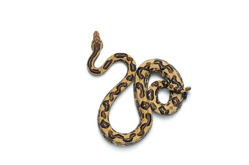 Fototapeta premium The viper boa isolated on white background