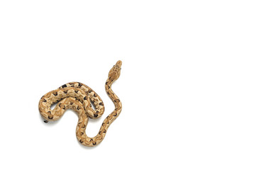 The viper boa isolated on white background