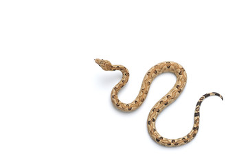The viper boa isolated on white background