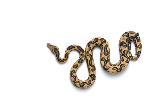 The viper boa isolated on white background