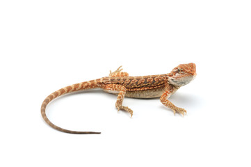 Bearded Dragon isolated on white background