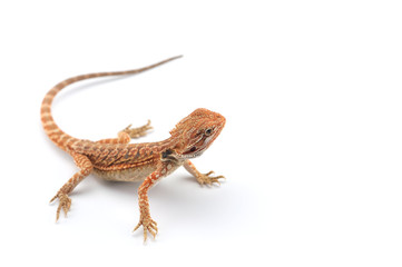 Bearded Dragon isolated on white background
