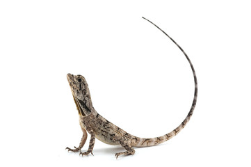 frilled lizard isolated on white background