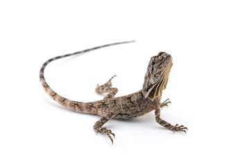 frilled lizard isolated on white background