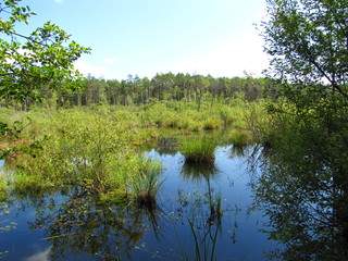 lake in forest