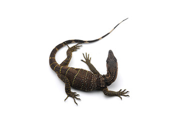 The black roughneck monitor lizard isolated on white backgrouns