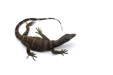 The black roughneck monitor lizard isolated on white backgrouns
