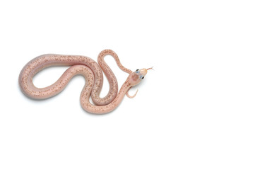 Obraz premium White rat snake isolated on white background