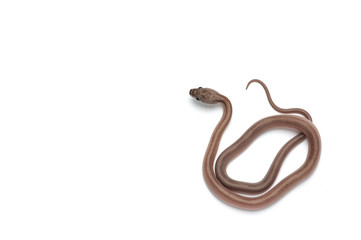Fototapeta premium Corn snake isolated on white background