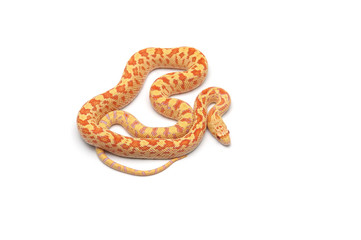 Gopher Snake albino isolated on white background