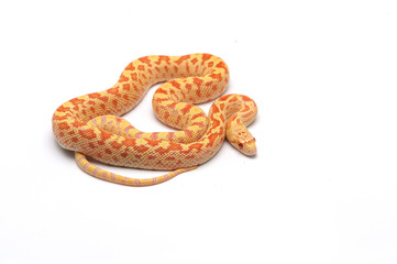 Gopher Snake albino isolated on white background