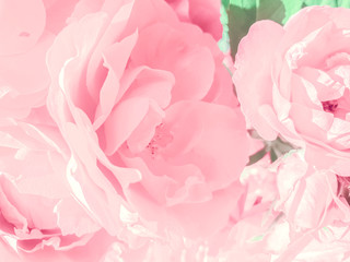 Gentle pink petals of the rose. Flowering background. Macro photo