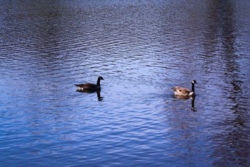 Canada Geese swimming at Stanley Quarter Park lake