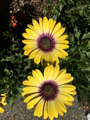 Yellow flowers with maroon centers - 230484515