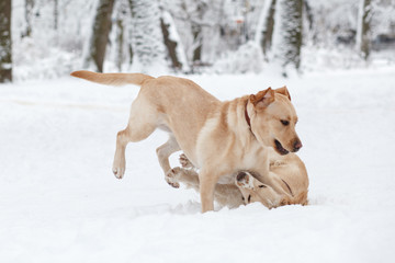 Fototapeta na wymiar Dogs Playing in Snow. Winter dog walk in the park