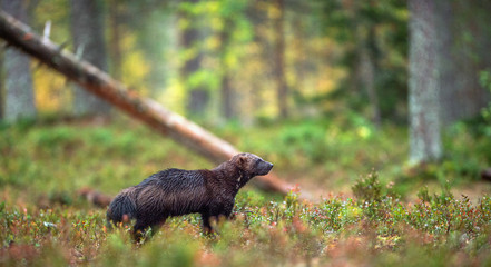 Wolverine in wild nature. Natural habitat. Glutton, carcajou, skunk bear, or quickhatch (gulo gulo)