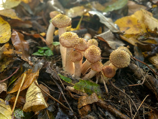 Mushrooms in the autumn forest