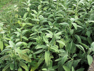 Sage plant in the garden. Tuscany, Italy