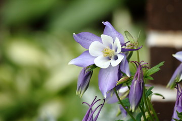 Lavender Columbine flowers blooming  in my flowerbeds next to the house.