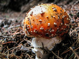 amanita