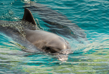 Dolphin in the blue seawater