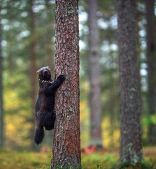 Wolverine climbs a tree. Wild nature, natural habitat. Glutton, carcajou, skunk bear, or quickhatch (gulo gulo)