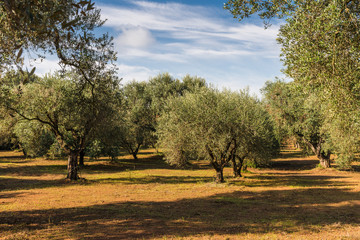 Fototapeta na wymiar Alte Olivenbäume in Apulien