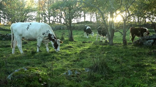 Beautiful meadow in afternoon with cattle eating grass. Small scale organic farm in the Swedish countryside, happy cattle on a meadow. Cattle are breed in a organic way.