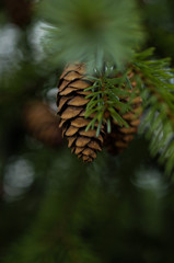 Christmas pine cone on tree