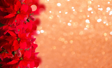 scarlet poinsettia flower or christmas star border on festive background
