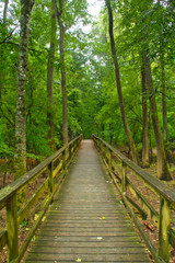 Fototapeta na wymiar The boardwalk in Congaree National Park passing through the swamp lands.