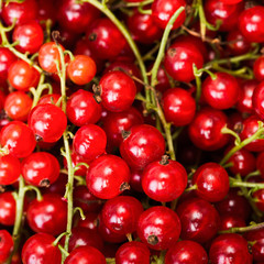 Red currant berry close up colorful fruit background