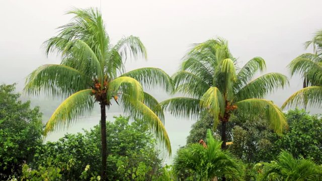 Seychelles, tropical rain at the equator, palm branches in the rain and wind.