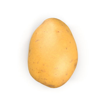 Fresh Potato Isolated On White Background. 3D Illustration