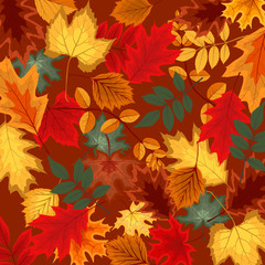 Naklejka na ściany i meble Naturalistic multicolored autumn leaves beautifully laid out on background. Vector Illustration