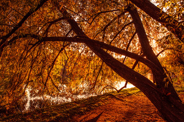 Осеннее дерево на закате