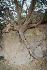 Hania, Crete - 09 25 2018: Polirinia. A tree with discovered roots