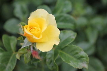 Amazing nature view of flowers blooming in garden. Closeup the rose. Yellow Roses under sunrise. Rose bush, yellow roses in the nice autumn