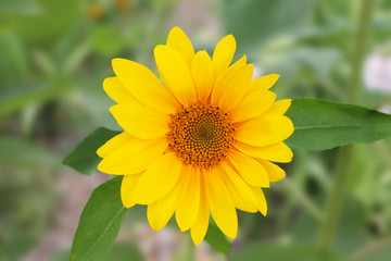 Sunflower oil improves skin health and promote cell regeneration.Copy space. Sunflower with green nature background.Sunflowers garden. Sunflowers have abundant health benefits