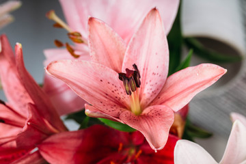 Obraz premium Colorful lily flowers
