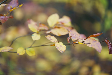 Autumn Leaves