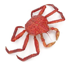 Red King Crab Kamchatka Isolated On White Background. 3D Illustration