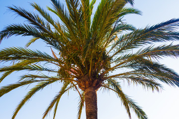 Obraz na płótnie Canvas Looking up at a palm tree set against a blue sky.